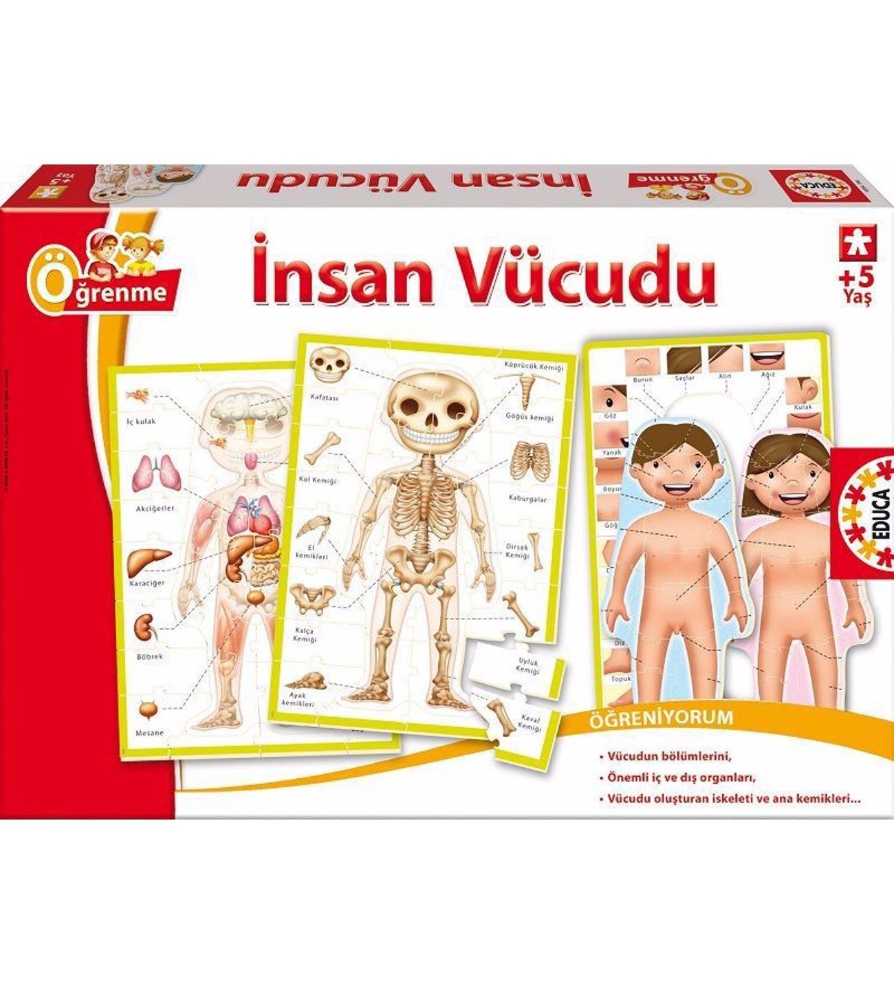 Educa İnsan Vücudu Puzzle
